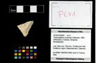 Foto (Objekt + Etikett) von Cracensigillatus acutirostrus (Moericke, 1889)  (NHMW-GEO-2014-0194-0681)